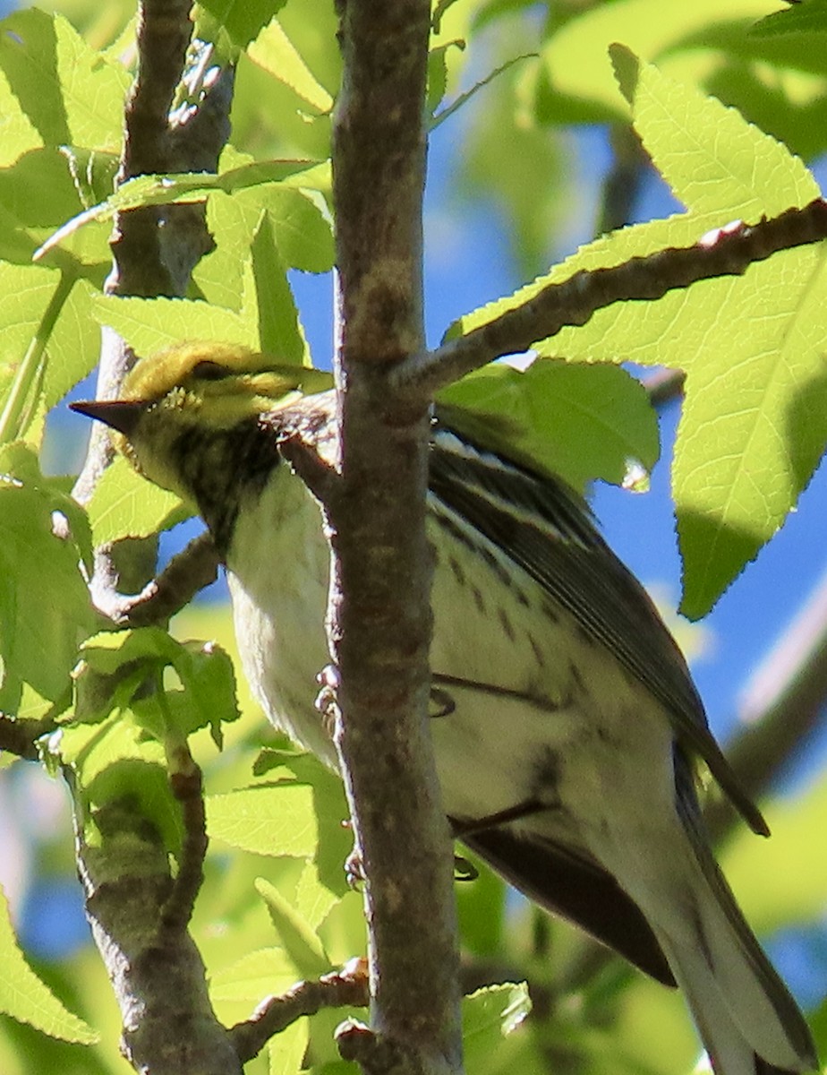 Black-throated Green Warbler - ML617151635