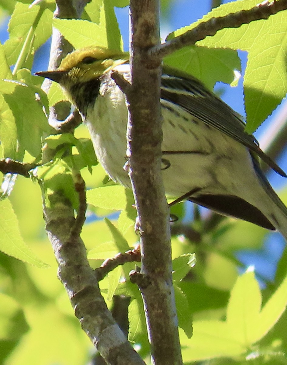 Black-throated Green Warbler - ML617151637