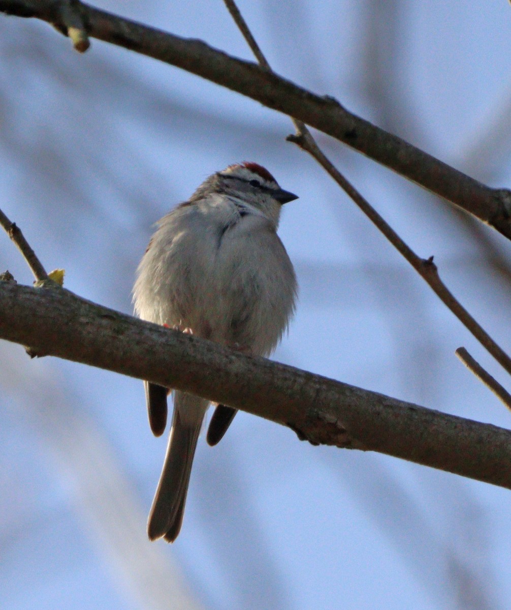 Chipping Sparrow - ML617151648