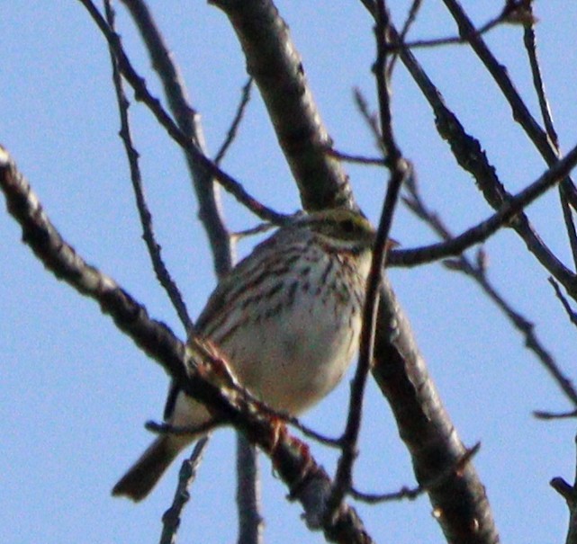 Savannah Sparrow - ML617151657