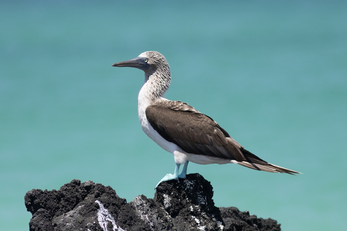 Blue-footed Booby - ML617151697