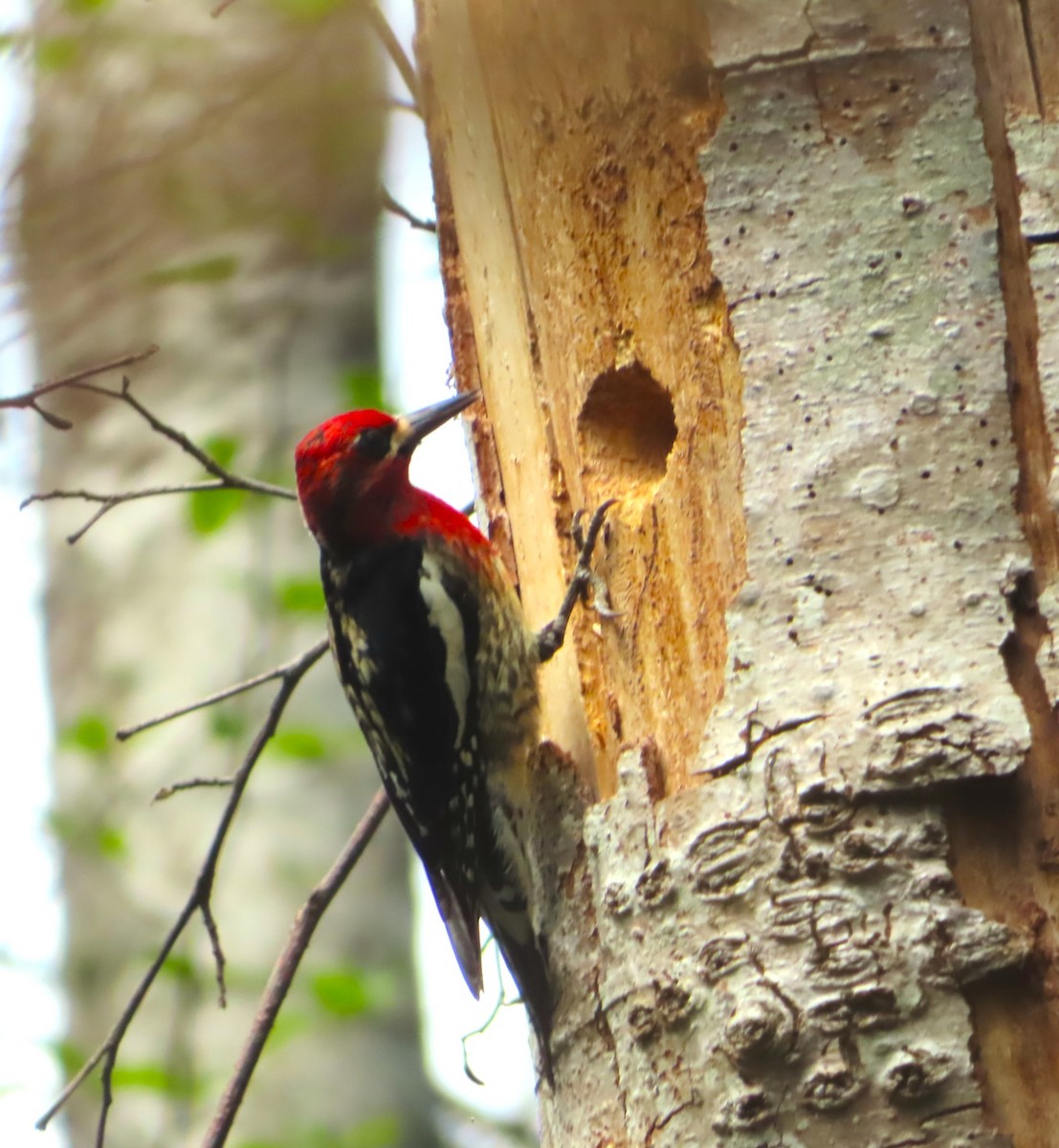 Red-breasted Sapsucker - ML617151701