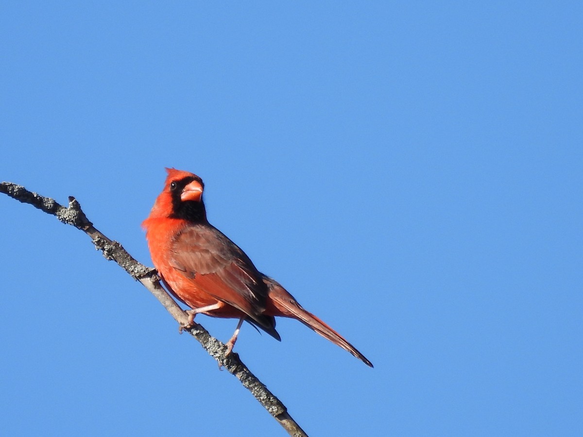 Cardinal rouge - ML617151814