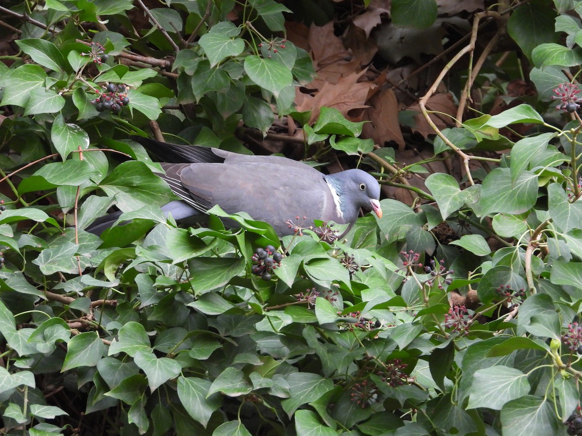 Common Wood-Pigeon - ML617151903