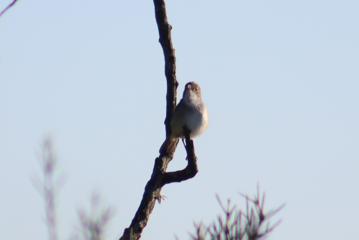 Fulvous-crowned Scrub-Tyrant - ML617151946