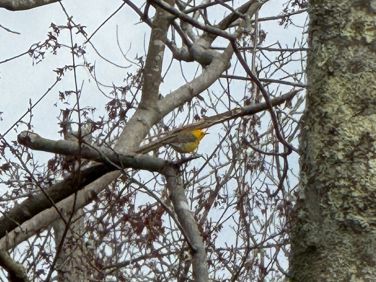 Prothonotary Warbler - ML617151970