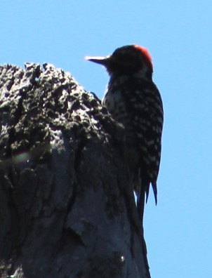 Nuttall's Woodpecker - ML617151981