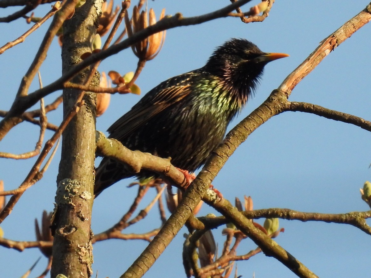 Pennsylvania Bird Atlas Checklist 9 Apr 2024 Mt Gretna Roller Rink
