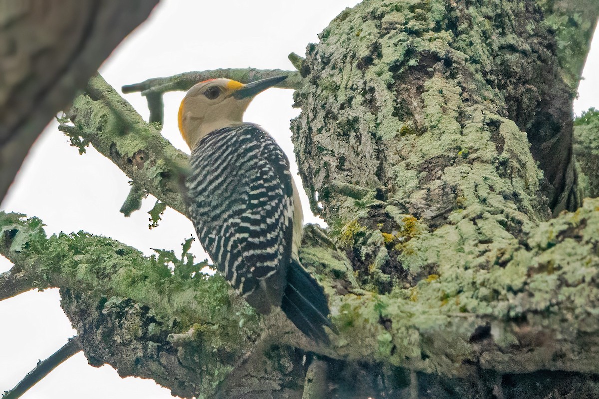 Golden-fronted Woodpecker - Donald Sutherland