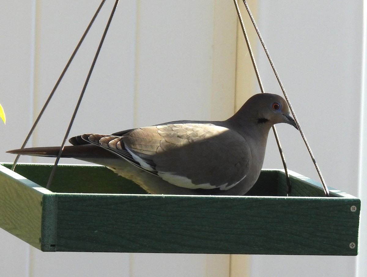 White-winged Dove - ML617152035