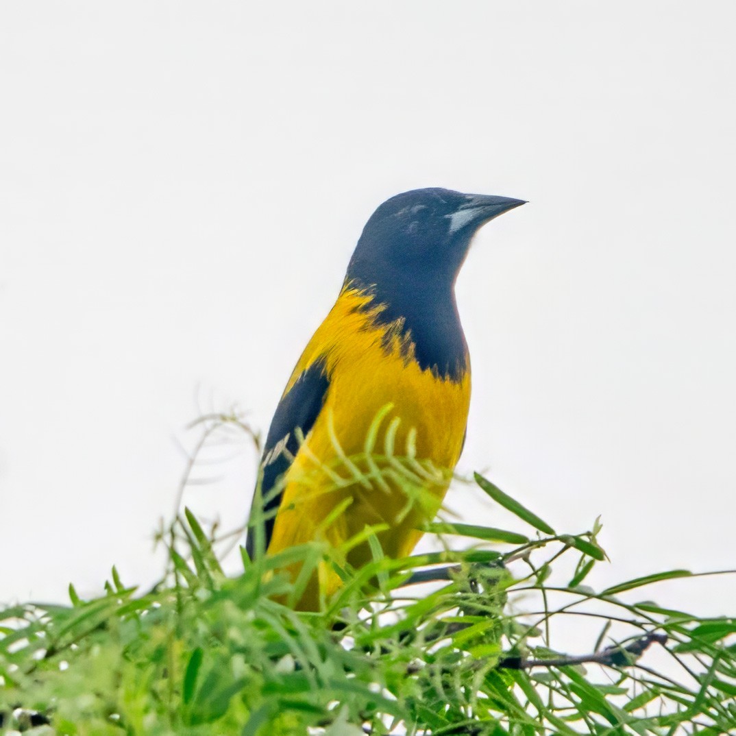 Audubon's Oriole - Donald Sutherland