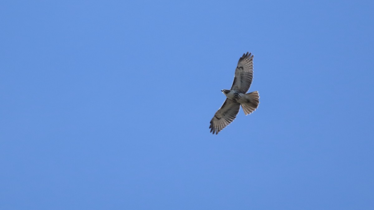 Red-tailed Hawk - ML617152101
