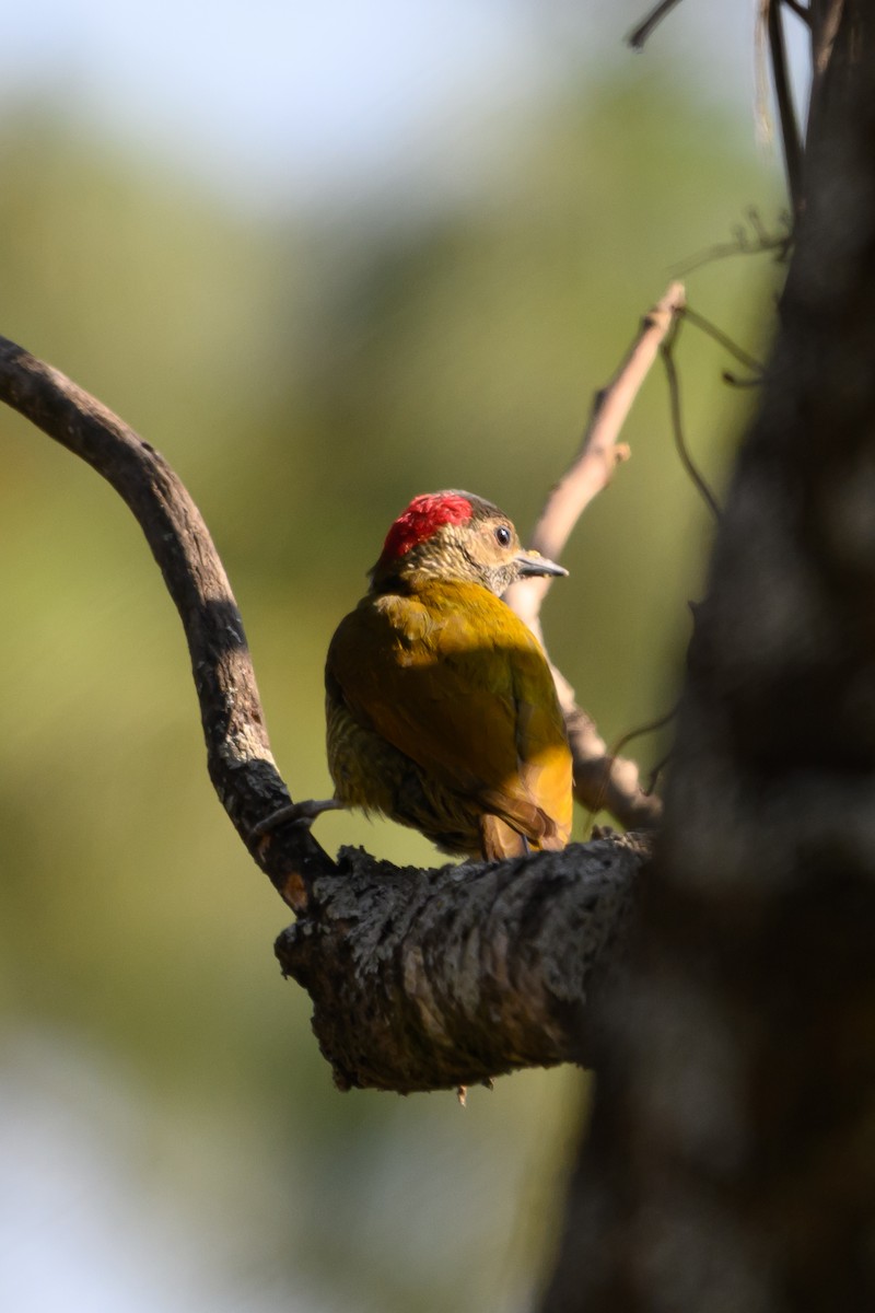 Golden-olive Woodpecker (Golden-olive) - T Wes Smith