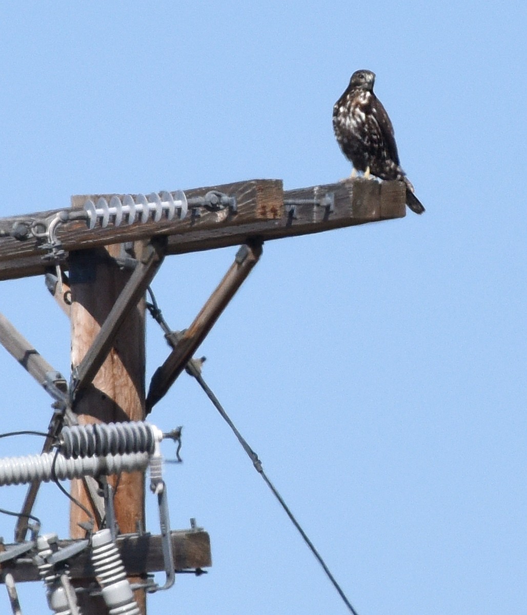 Red-tailed Hawk (Harlan's) - ML617152498