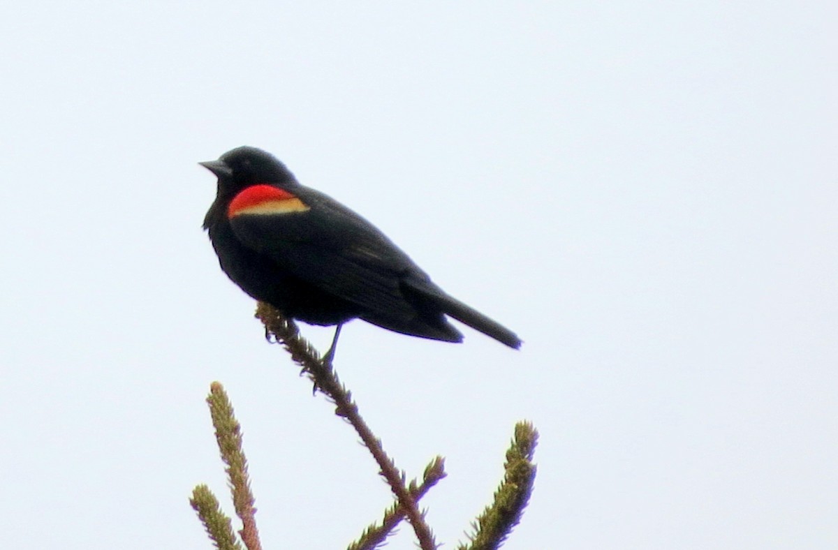 Red-winged Blackbird - ML617152751