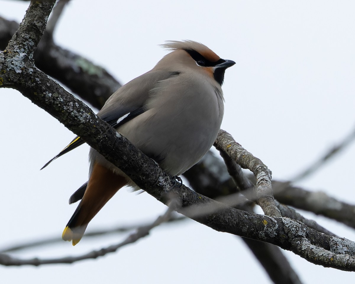 Bohemian Waxwing - Kyle Blaney