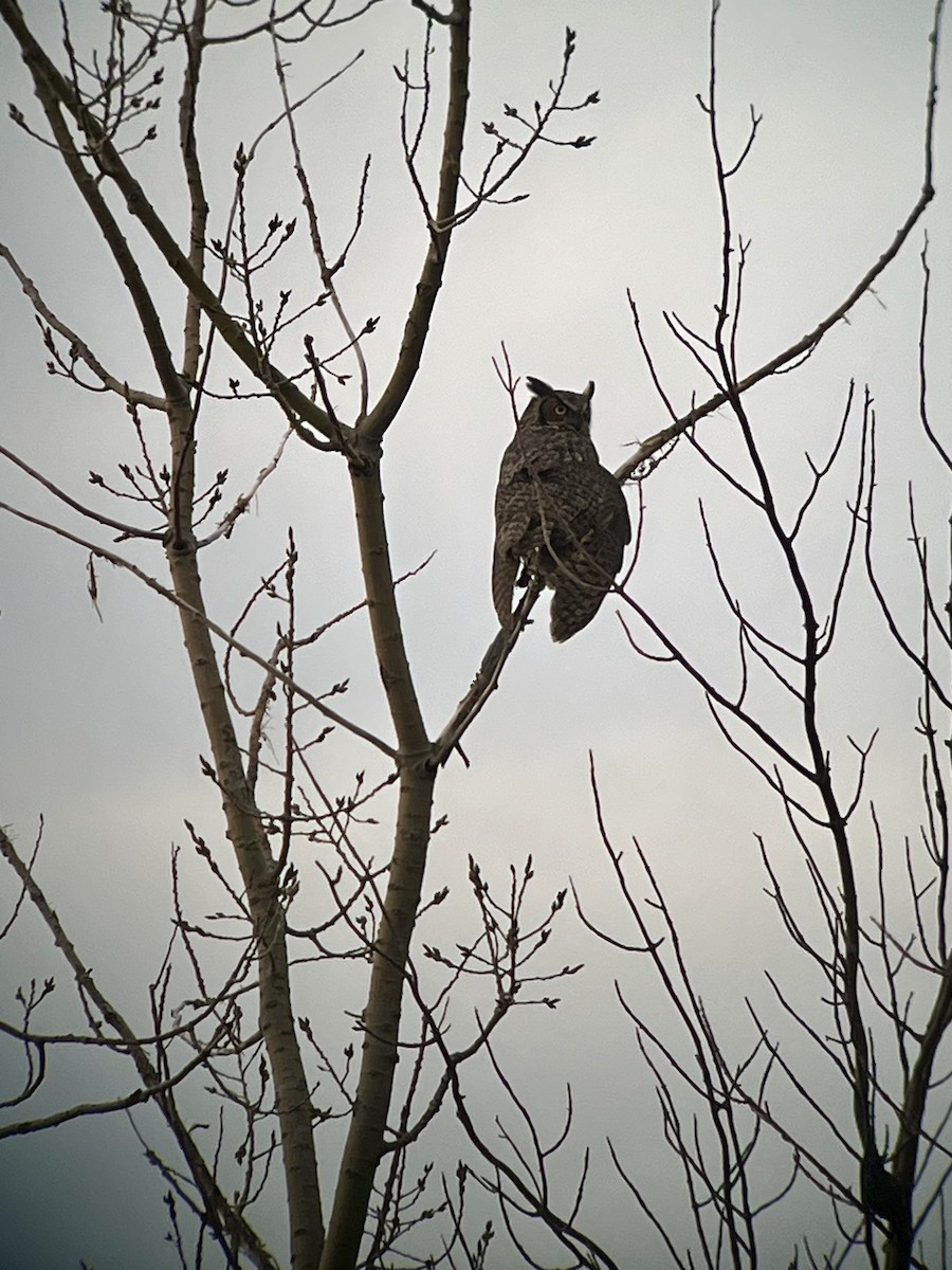 Great Horned Owl - ML617152782