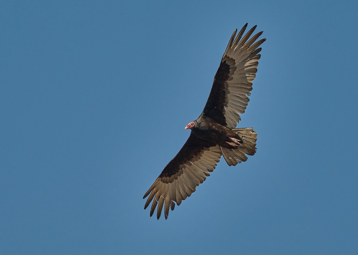 Turkey Vulture - ML617152845