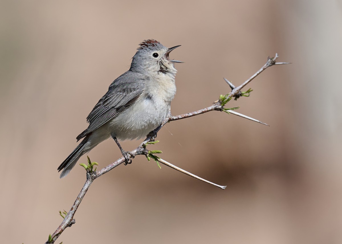 Lucy's Warbler - ML617152946