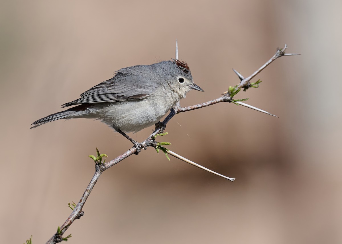Lucy's Warbler - ML617152947