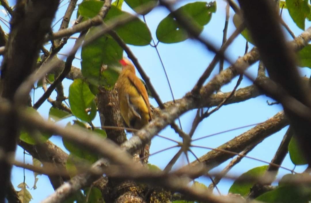 Golden-olive Woodpecker - ML617152956