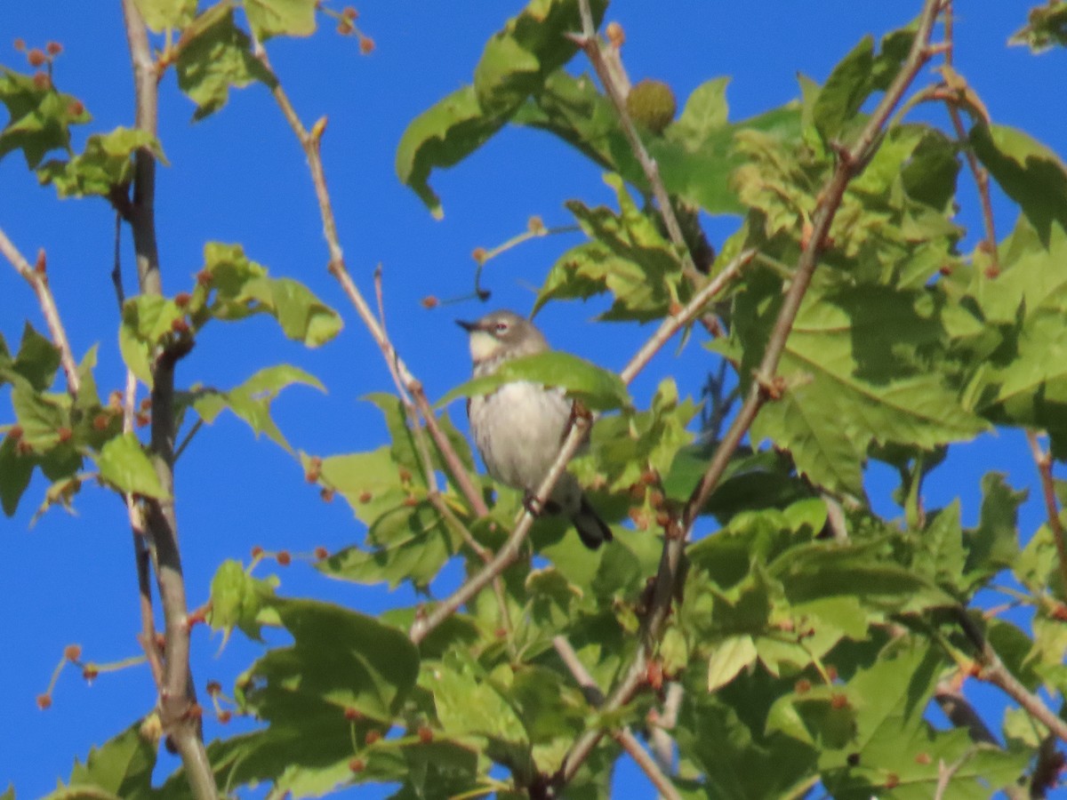 Yellow-rumped Warbler (Myrtle) - ML617153093