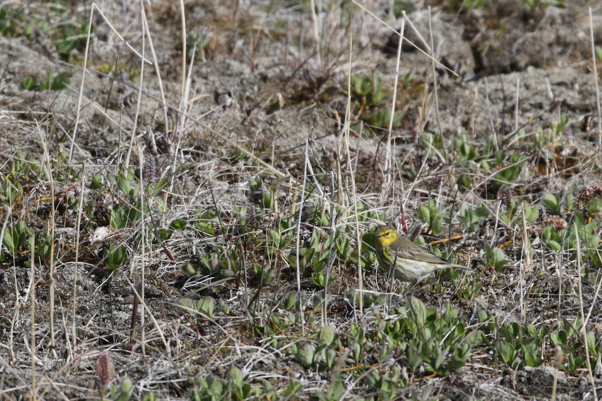 Cape May Warbler - ML61715311