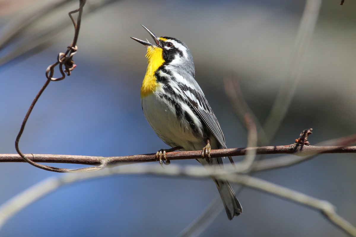 Yellow-throated Warbler - ML617153118