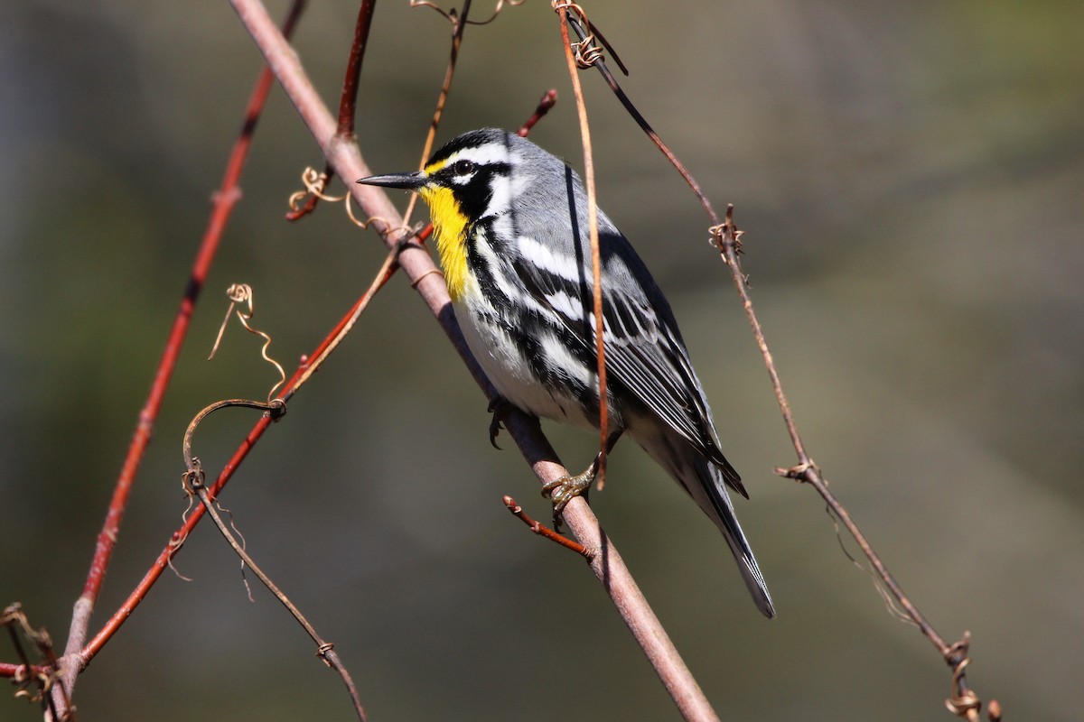 Yellow-throated Warbler - Jason Lenzi