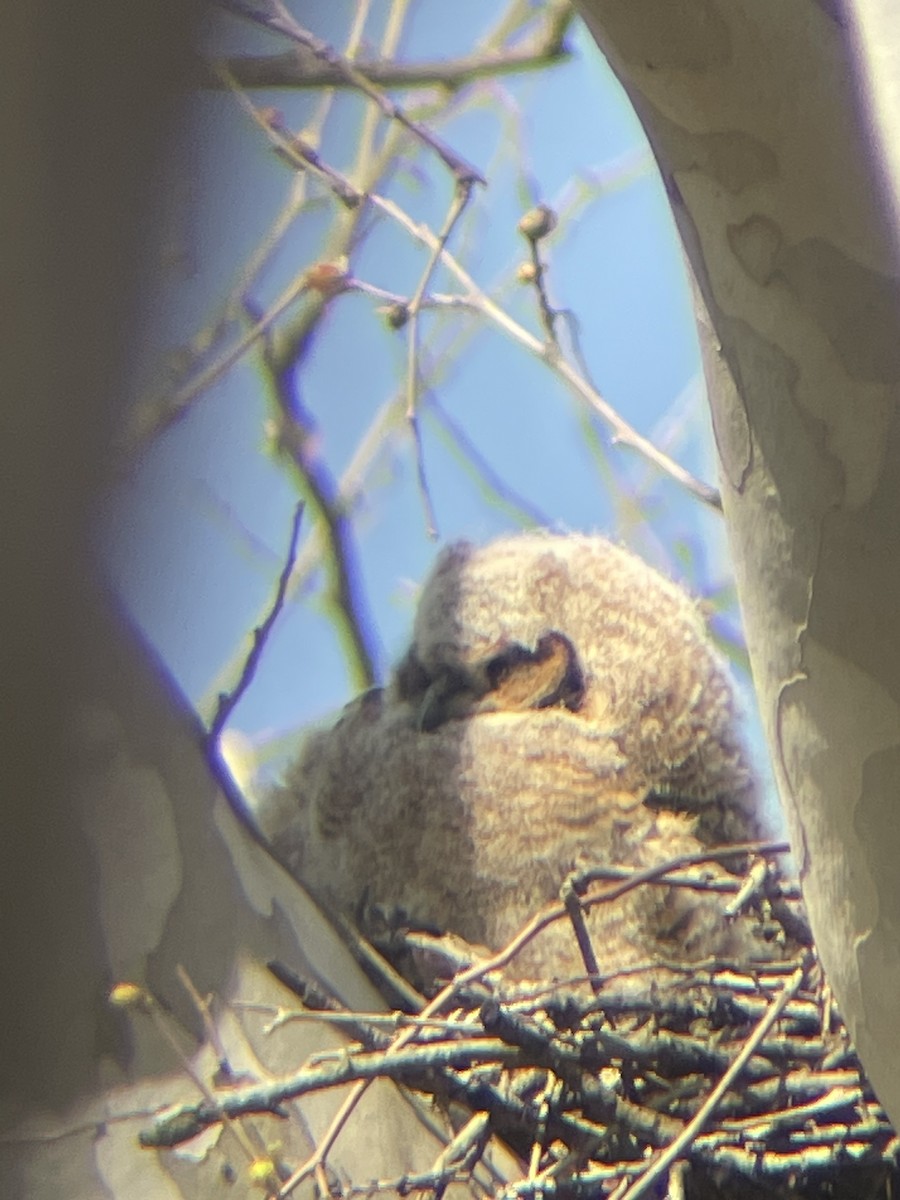 Great Horned Owl - ML617153339