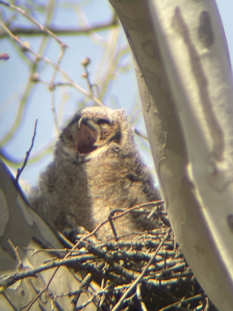 Great Horned Owl - ML617153340
