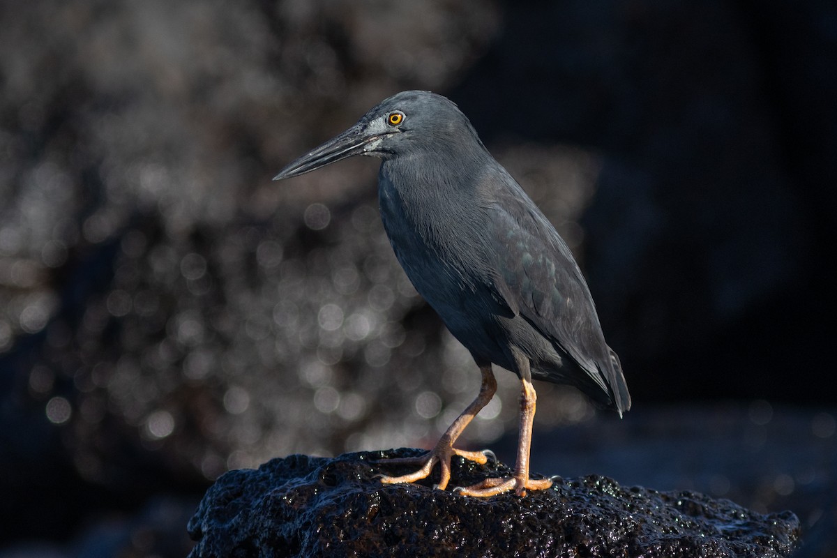 Striated Heron (Galapagos) - ML617153451