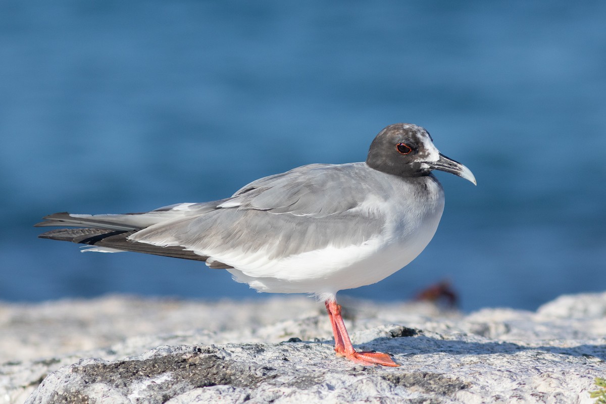 Swallow-tailed Gull - ML617153456