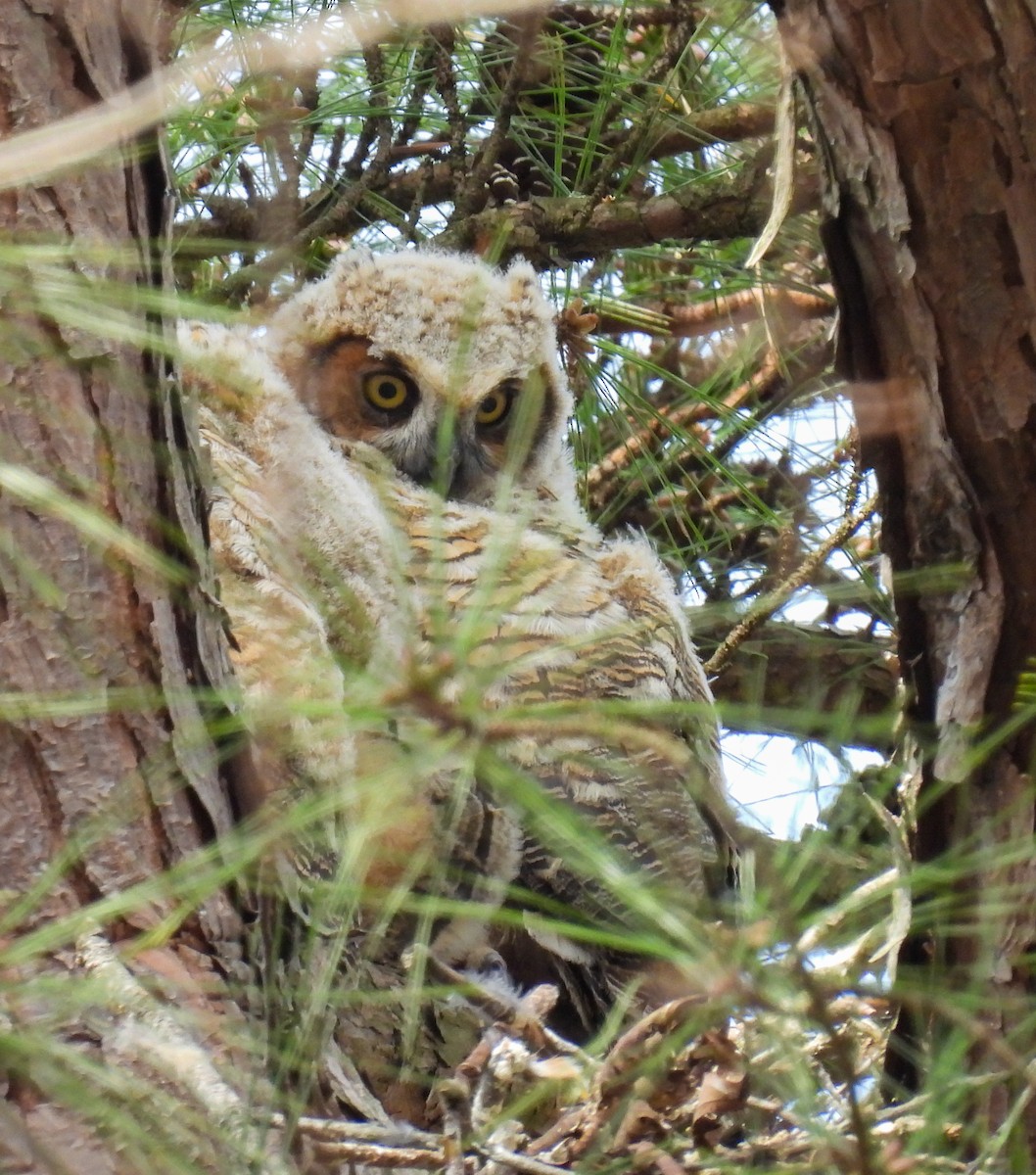 Great Horned Owl - ML617153480