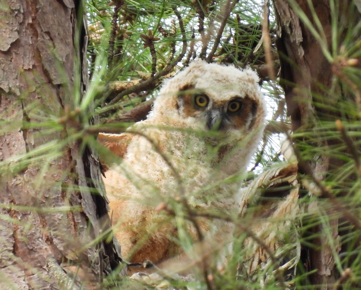 Great Horned Owl - ML617153488