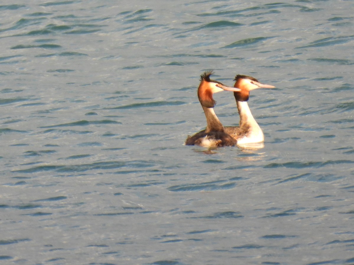 Great Crested Grebe - ML617153510