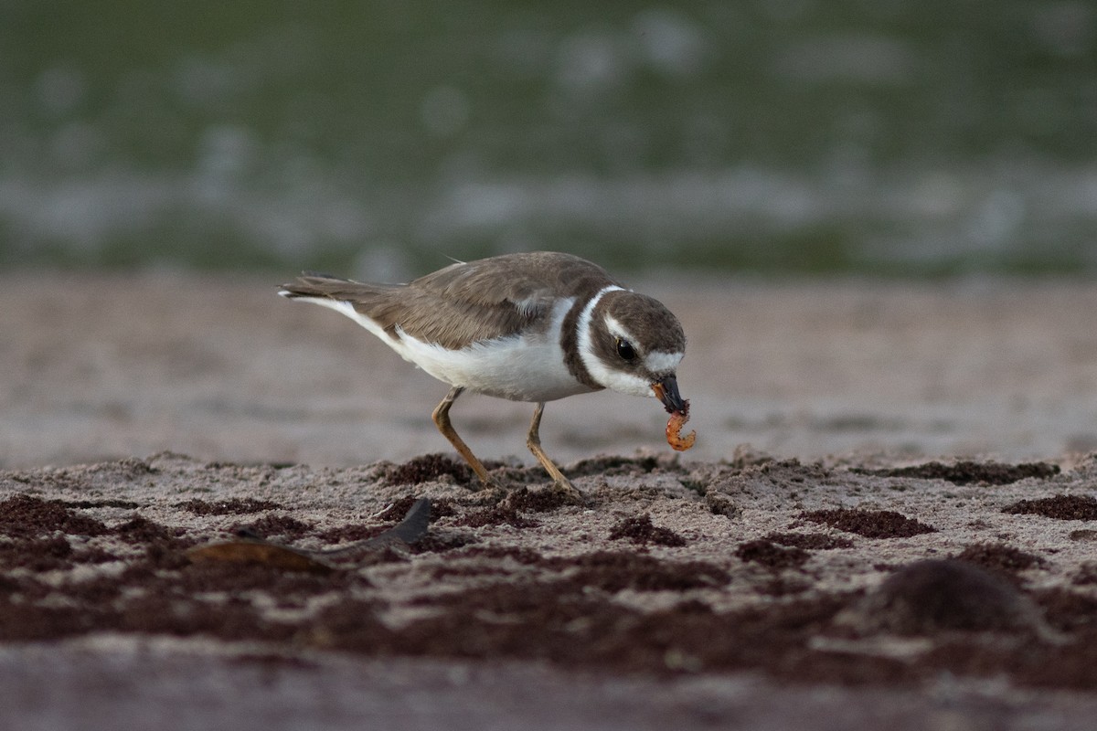 Semipalmated Plover - Bryce Robinson