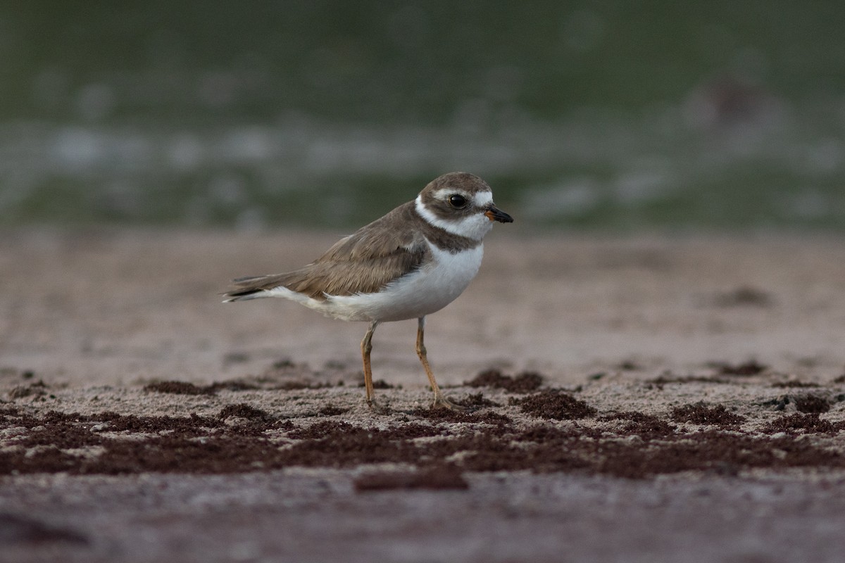 Semipalmated Plover - Bryce Robinson