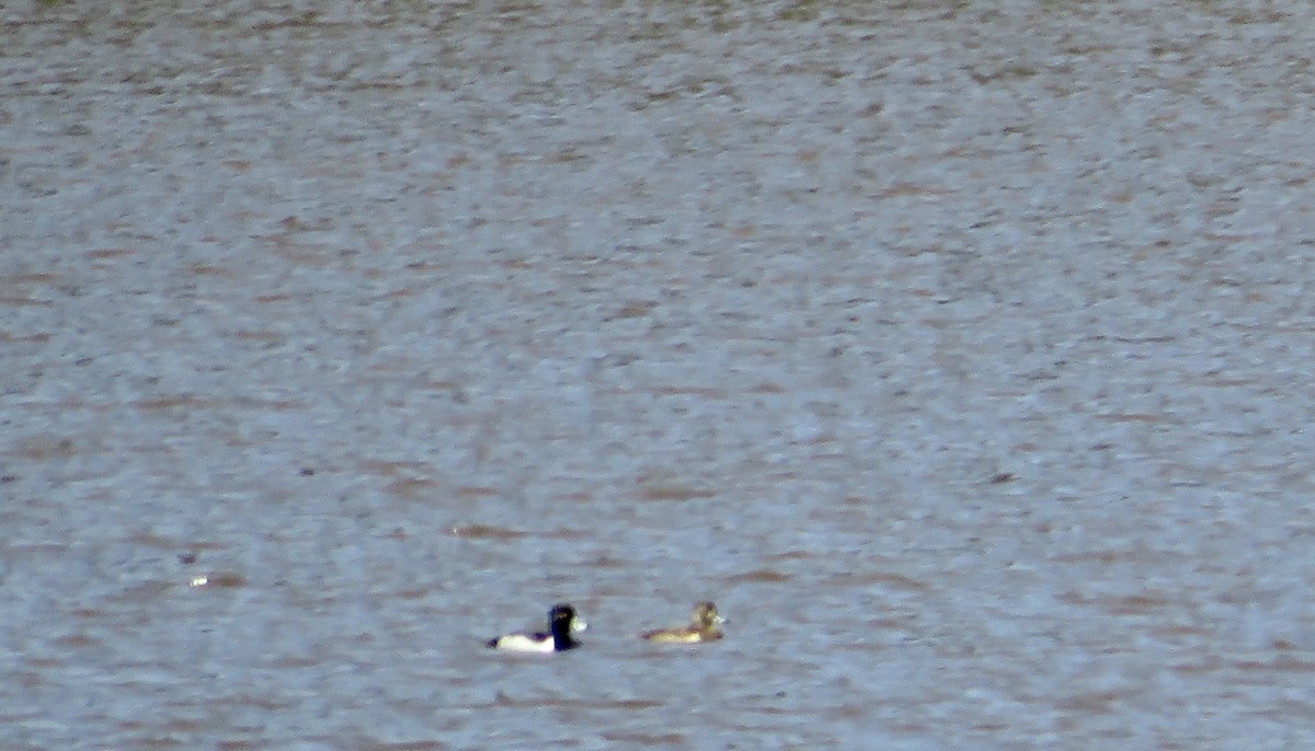 Ring-necked Duck - ML617153885