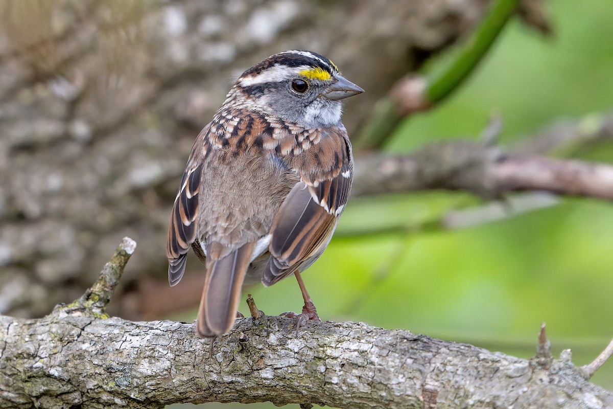 White-throated Sparrow - ML617154037