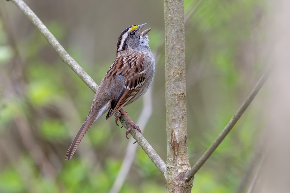White-throated Sparrow - ML617154038
