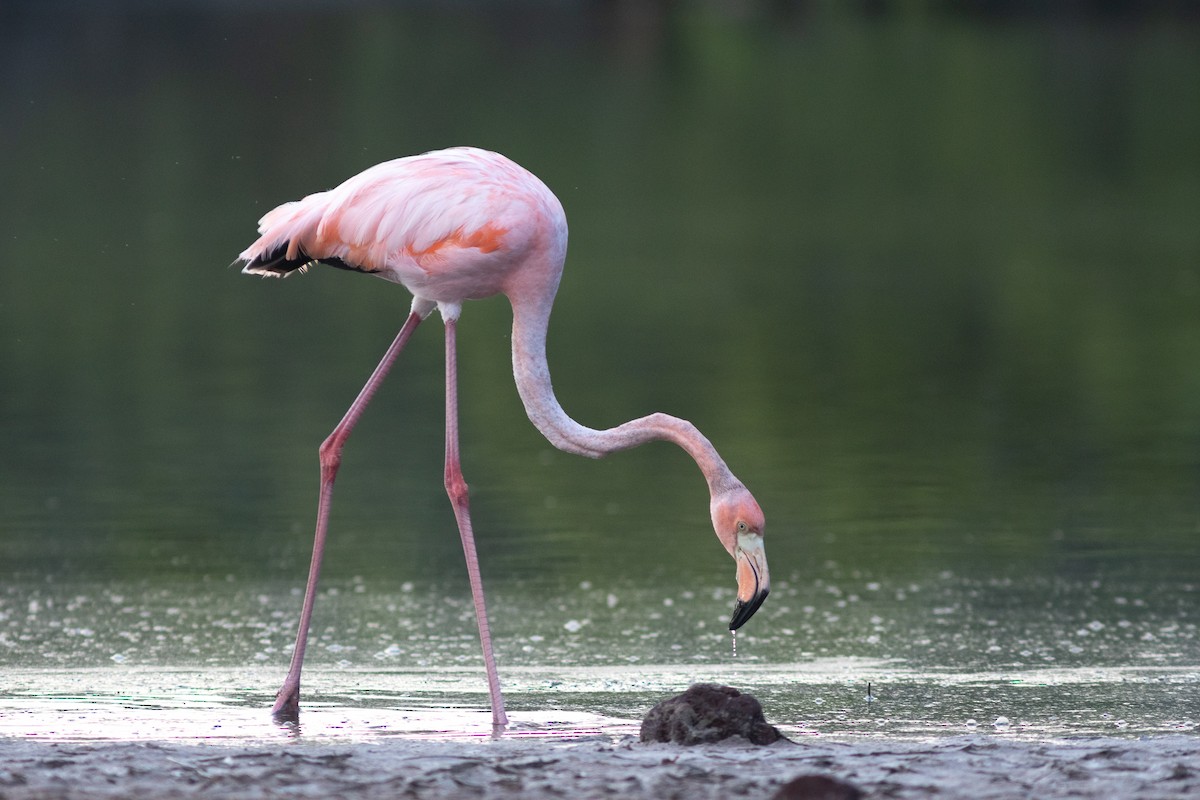 Amerika Flamingosu - ML617154040