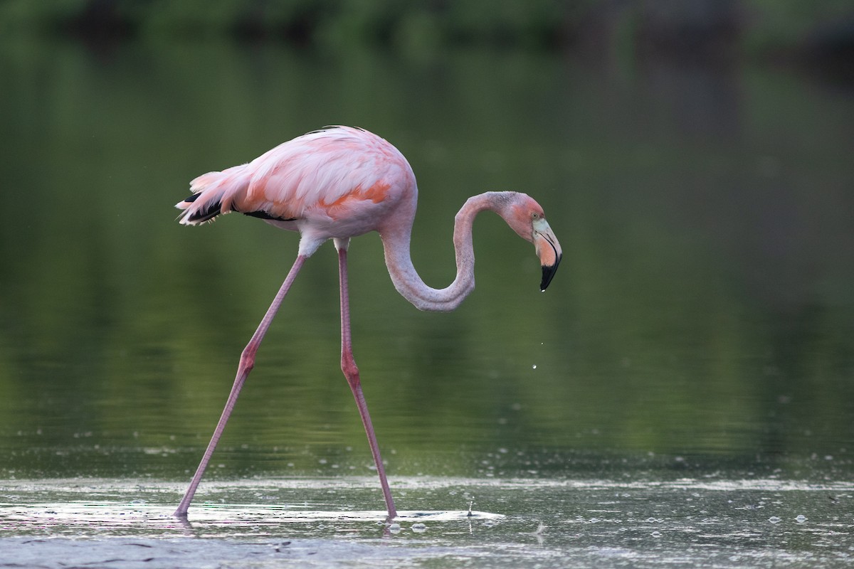 Amerika Flamingosu - ML617154041