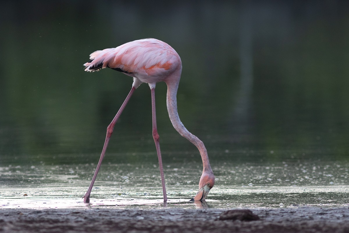 Amerika Flamingosu - ML617154042