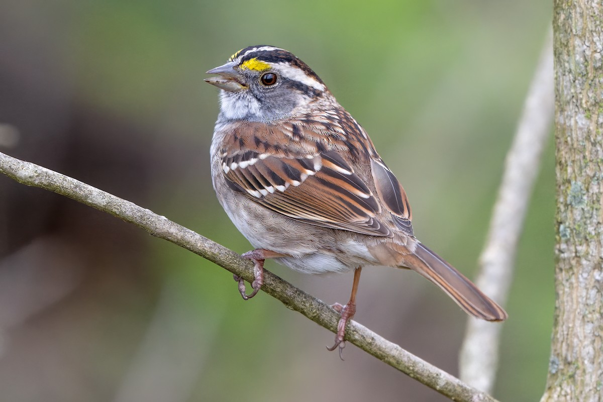 White-throated Sparrow - ML617154043