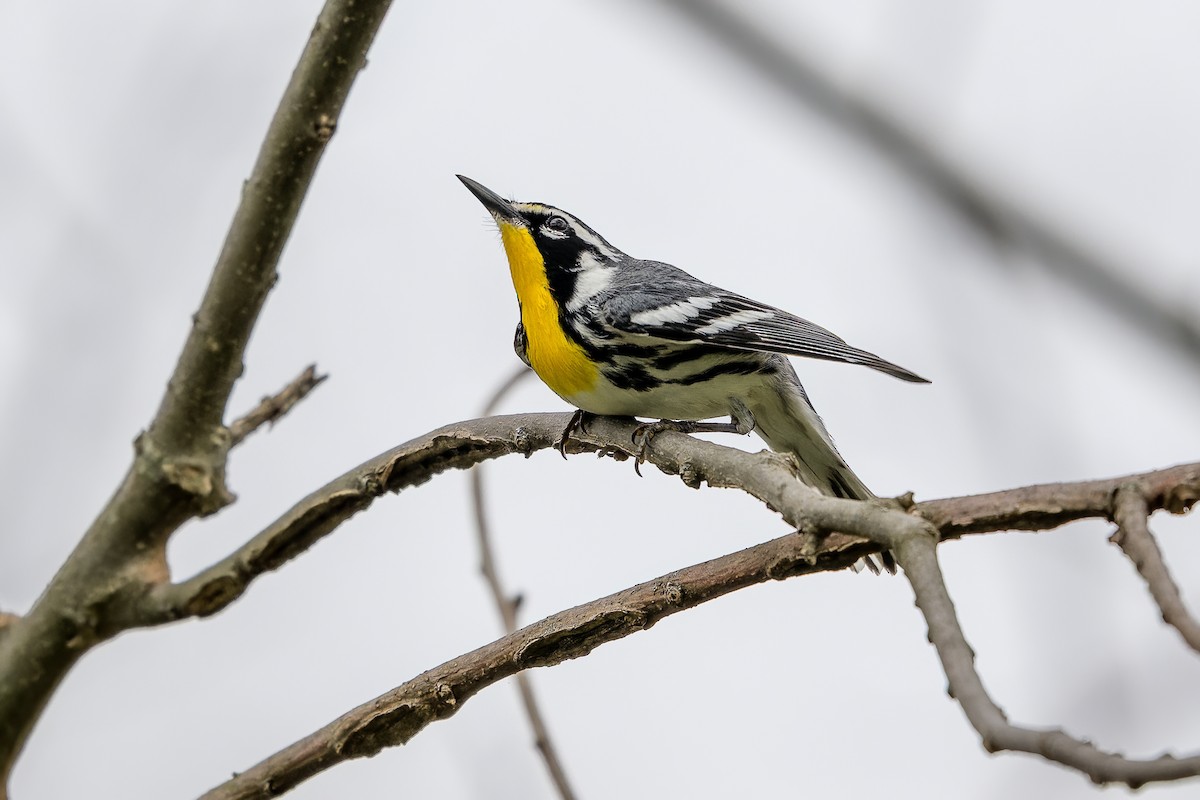 Yellow-throated Warbler - Dan Brown