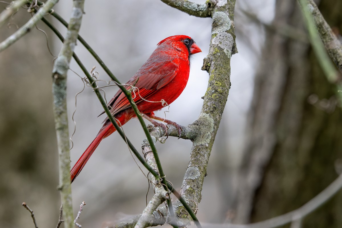Northern Cardinal - Dan Brown