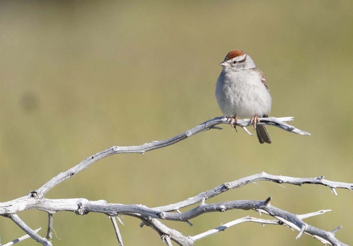 Chipping Sparrow - ML617154101