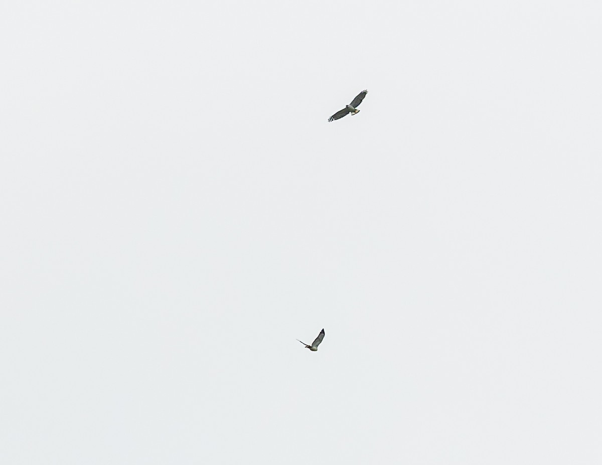 White-necked Hawk - ML617154122