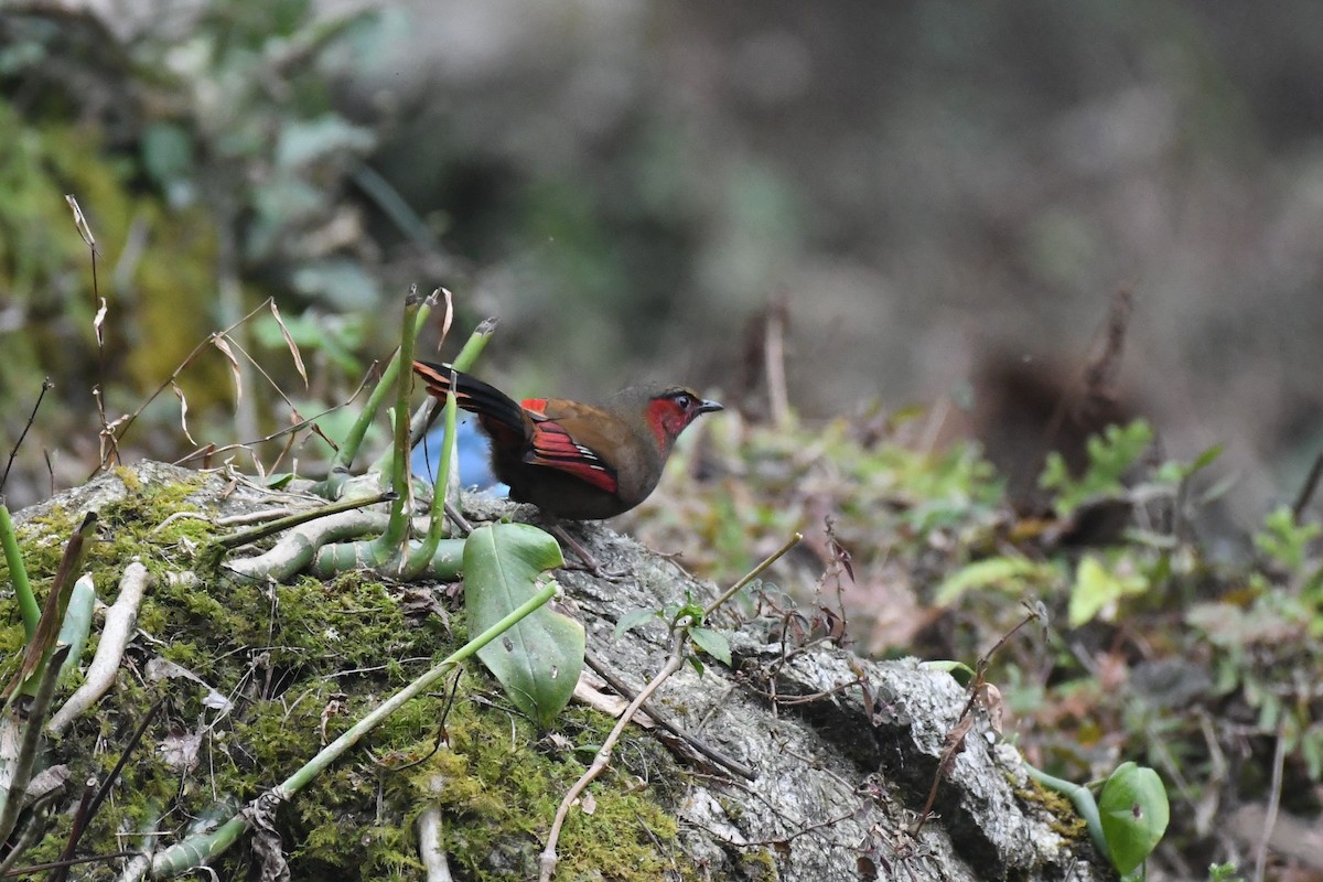 Red-faced Liocichla - ML617154153